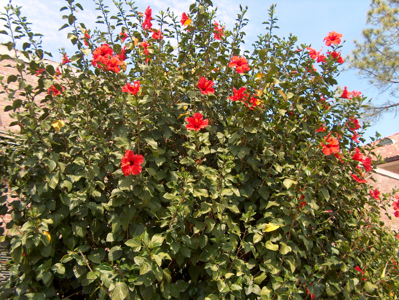 Include a taste of the tropics in your landscape